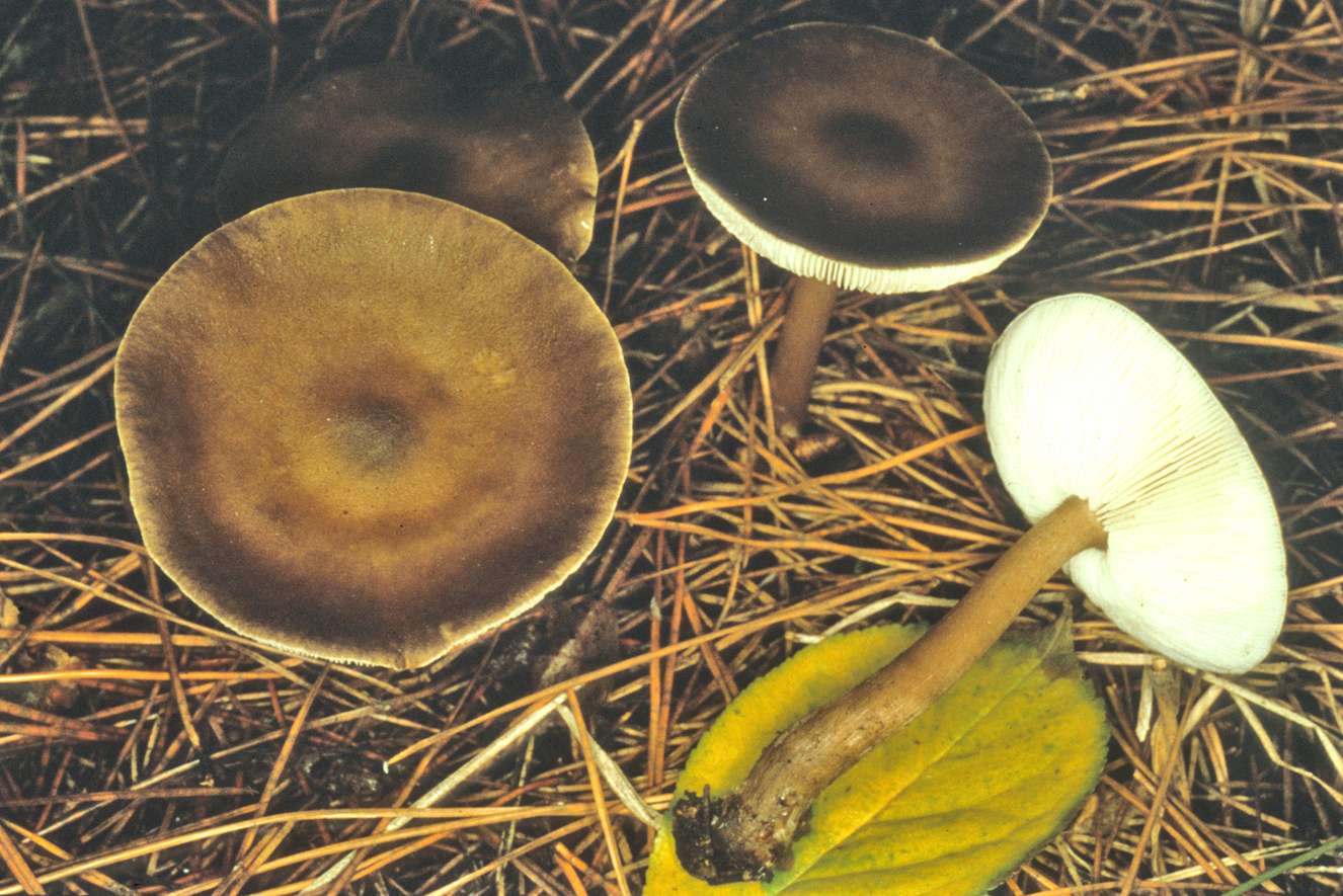 Melanoleuca stridula