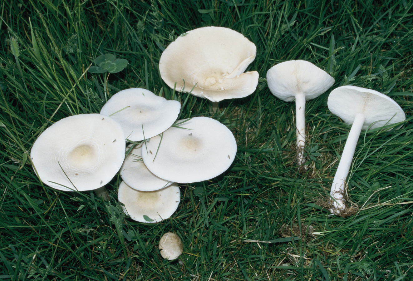 Melanoleuca subalpina
