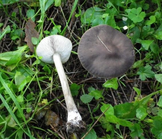 Melanoleucaleucophylloides