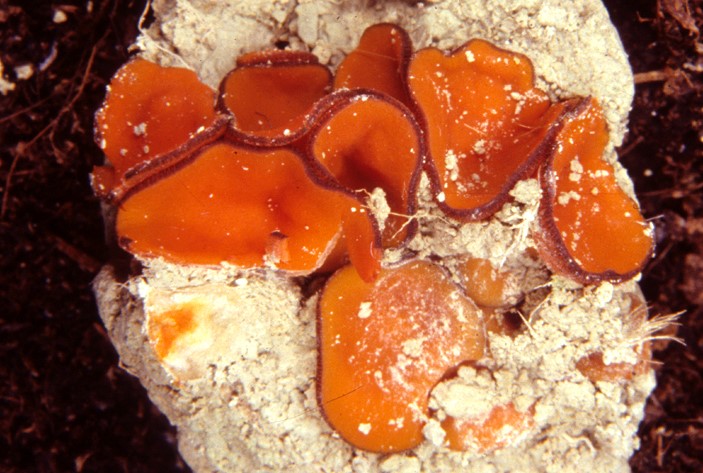 Melastiza chateri