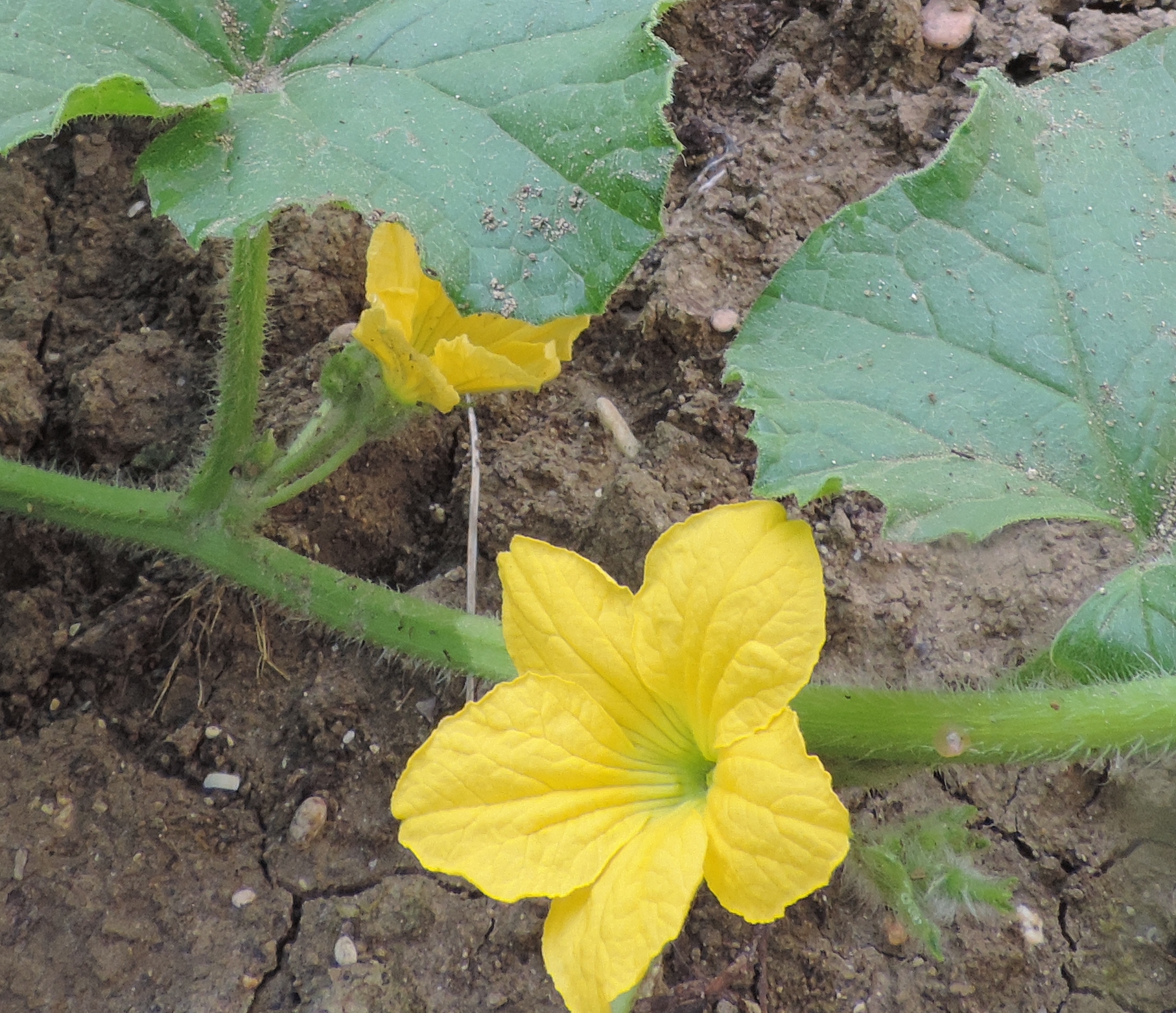 Melonefior