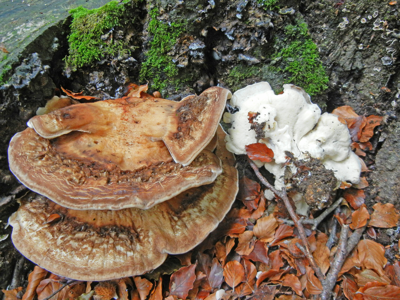 Meripilus giganteus