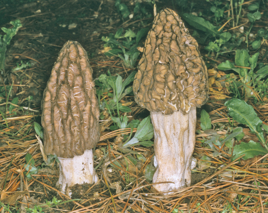Morchella esculenta fo purpurea