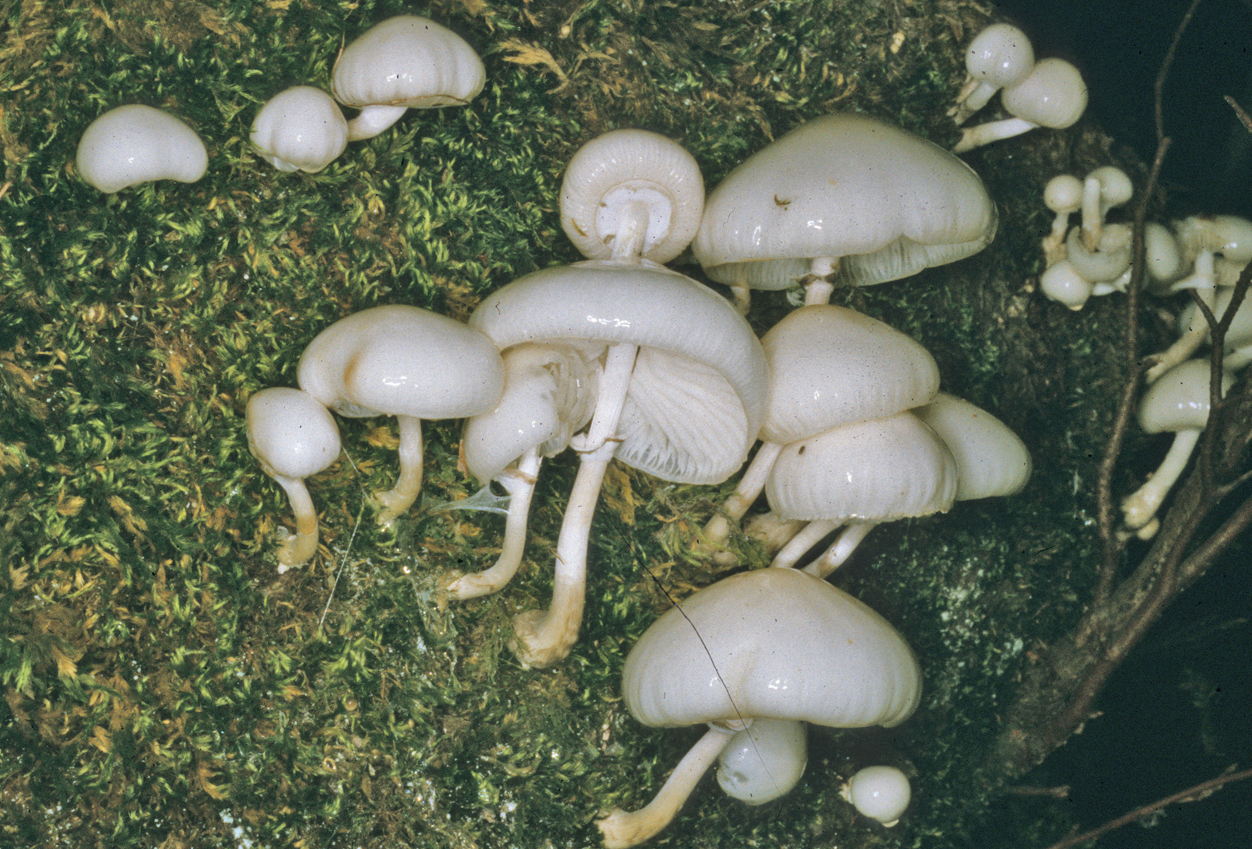 Mucidula mucida