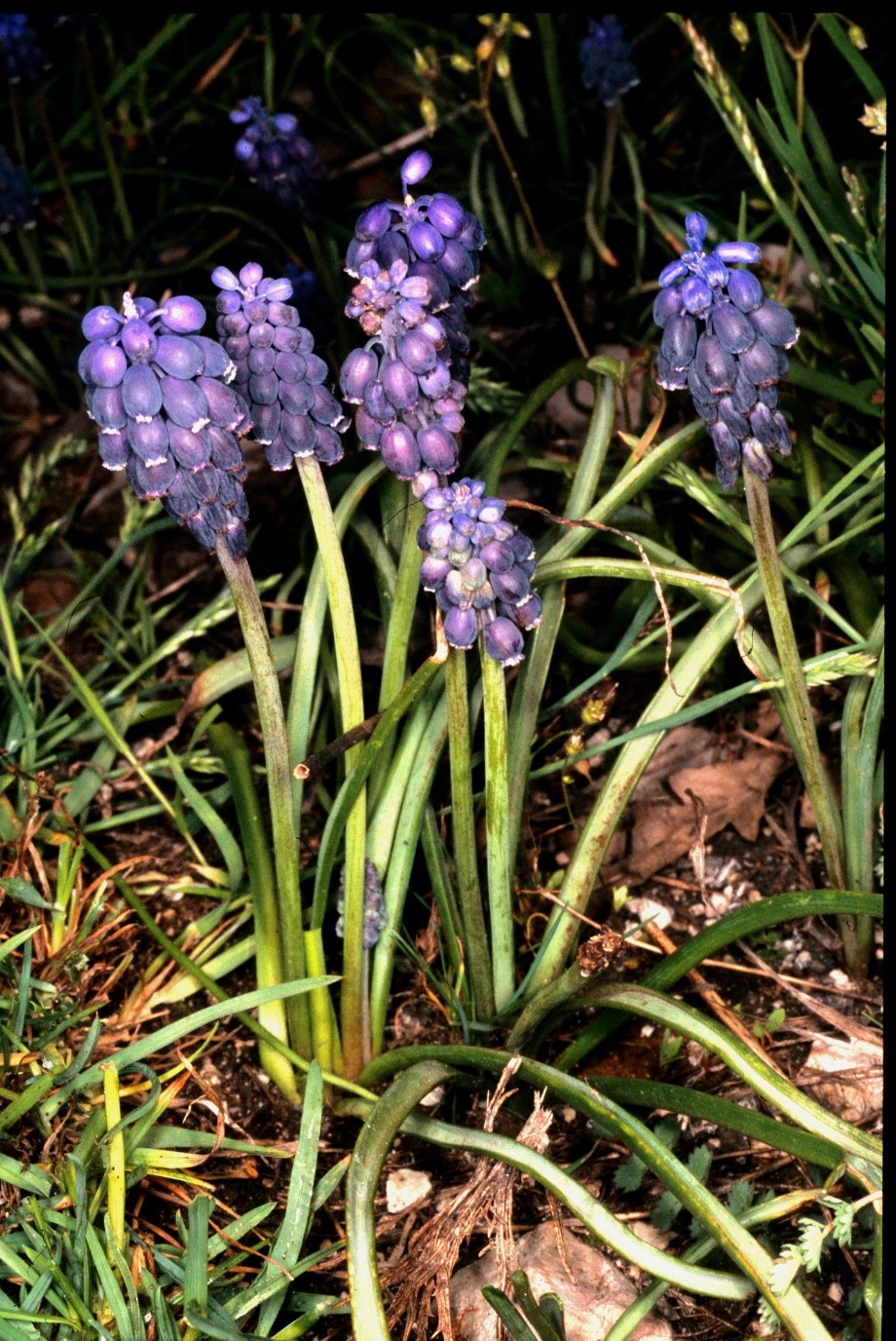 Muscari neglectum