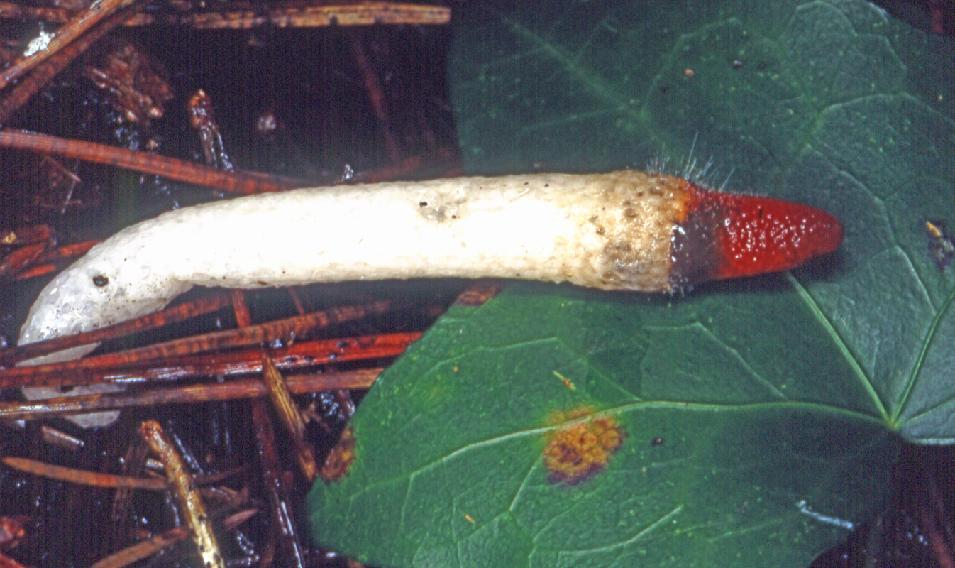 Mutinus elegans