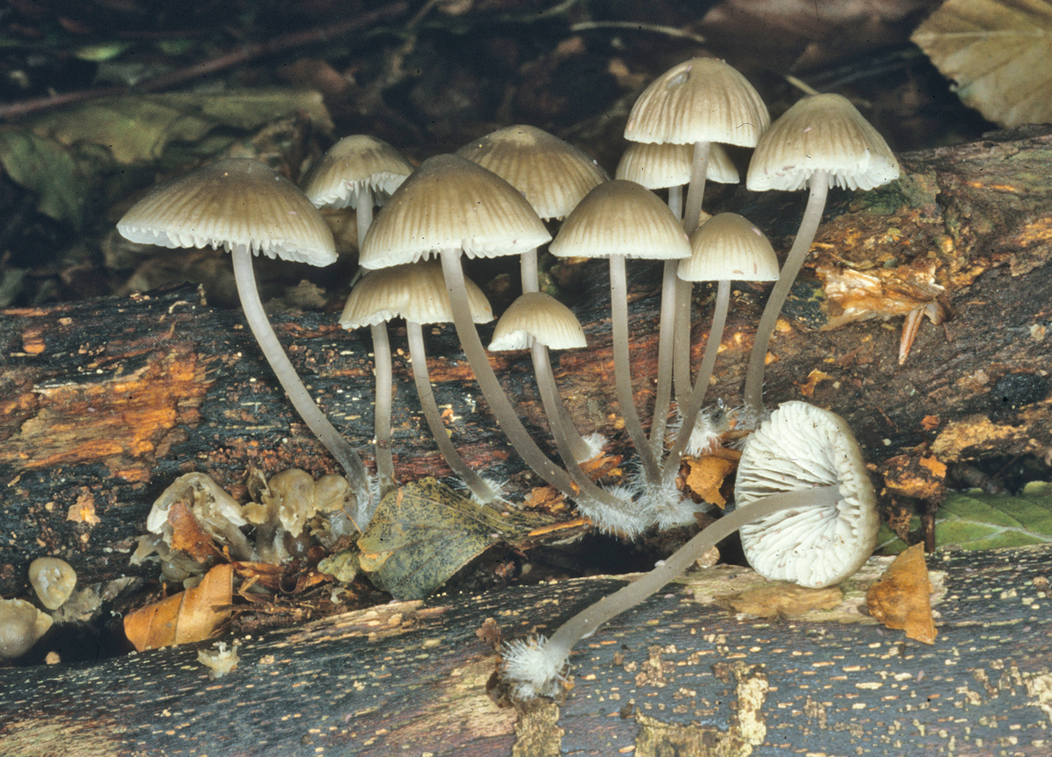 Mycena arcangeliana