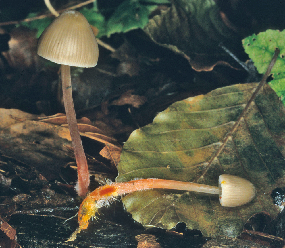 Mycena crocata