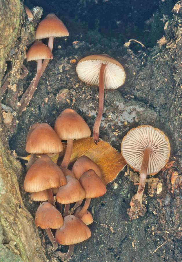 Mycena haematopus