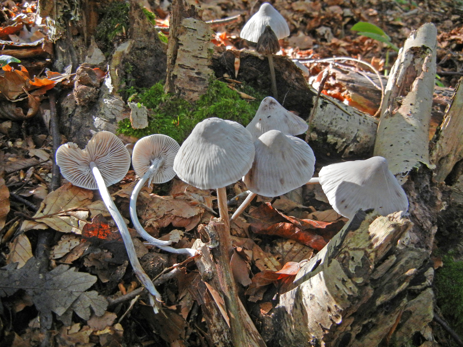 Mycena polygramma fo pumila