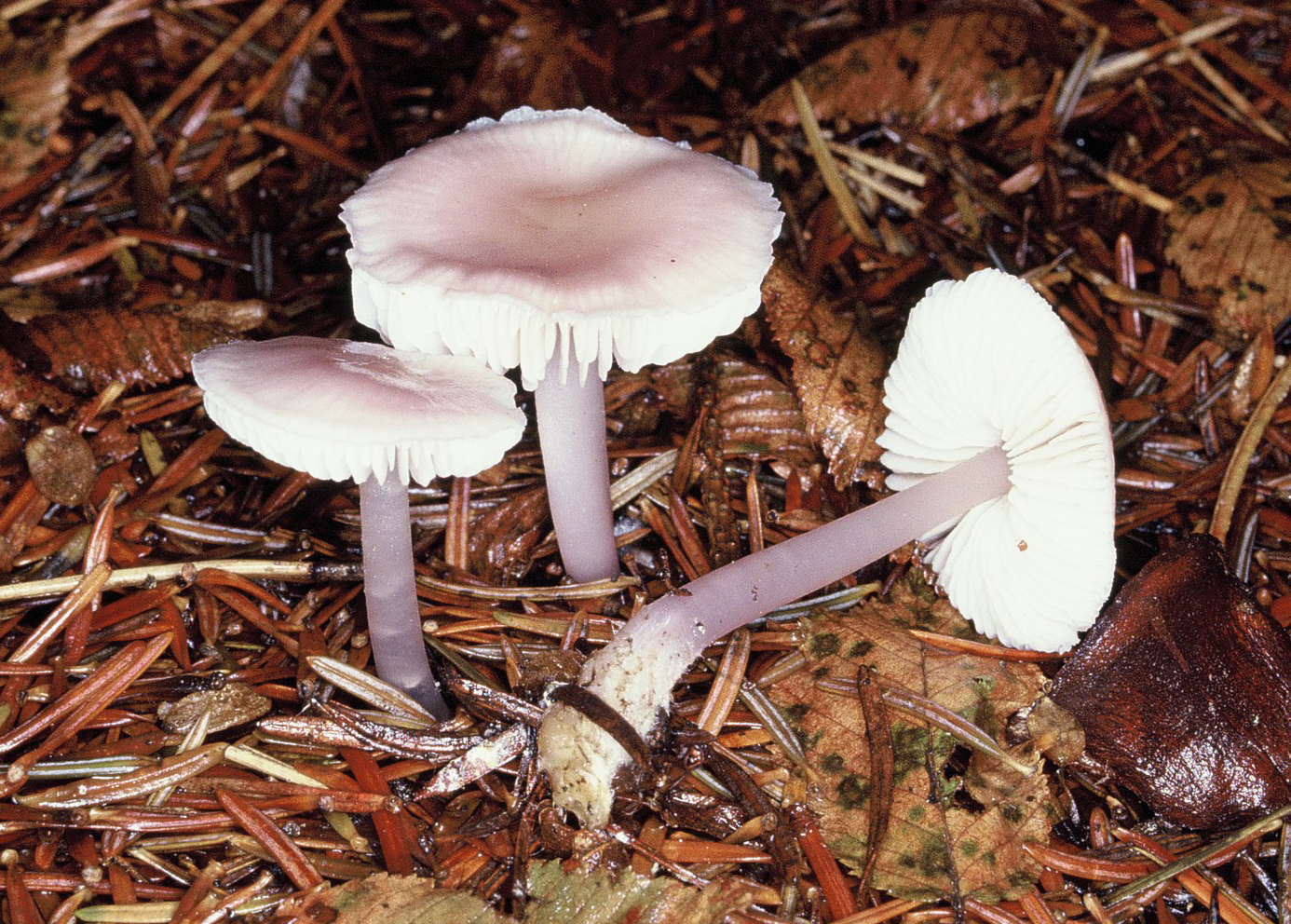 Mycena pura