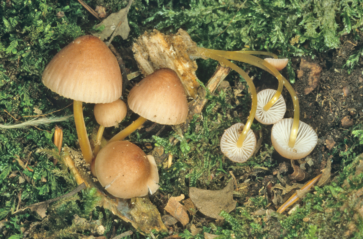 Mycena renati