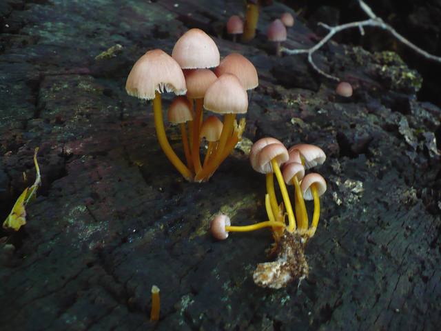 Mycena_renatii