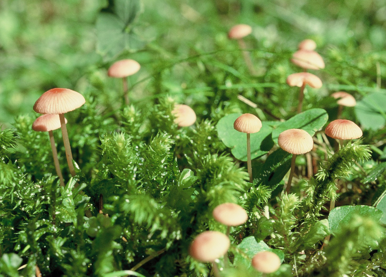 Mycena rosella