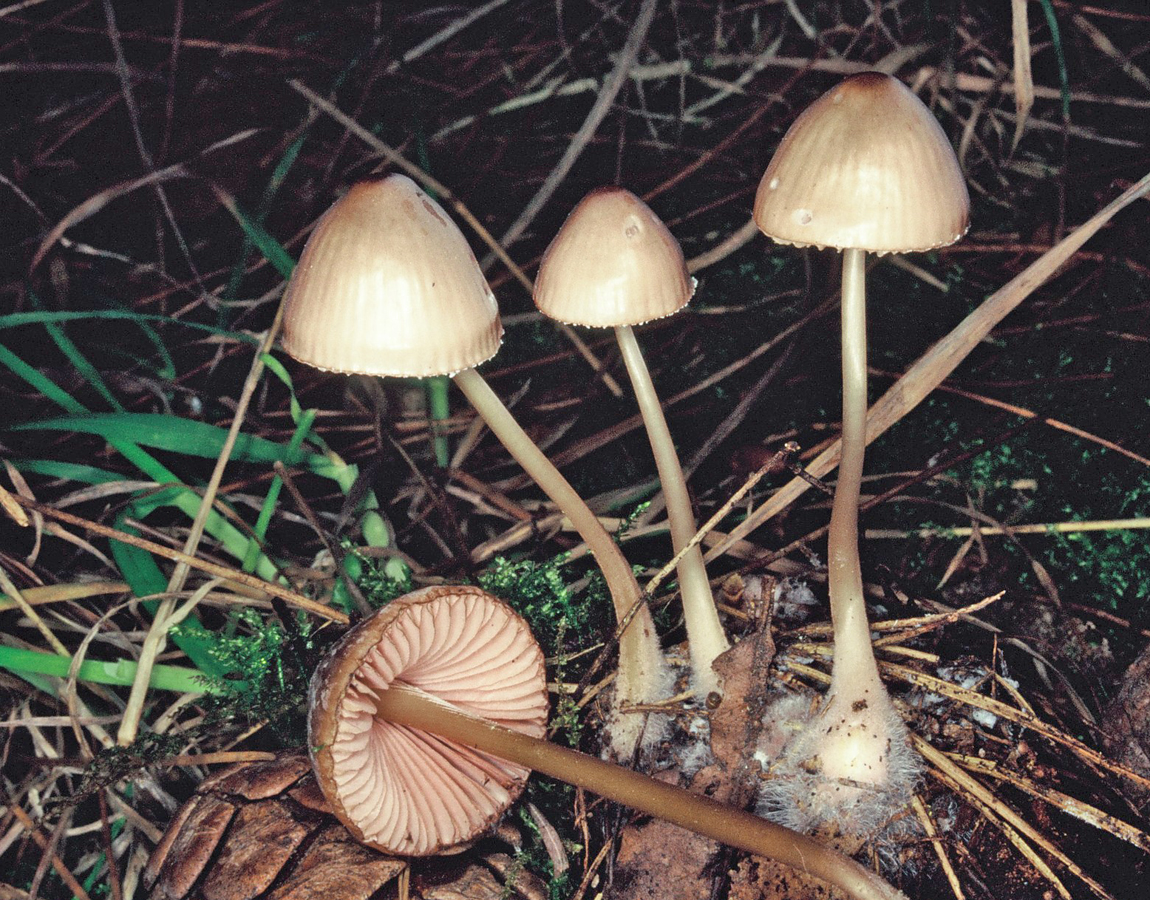Mycena seynii