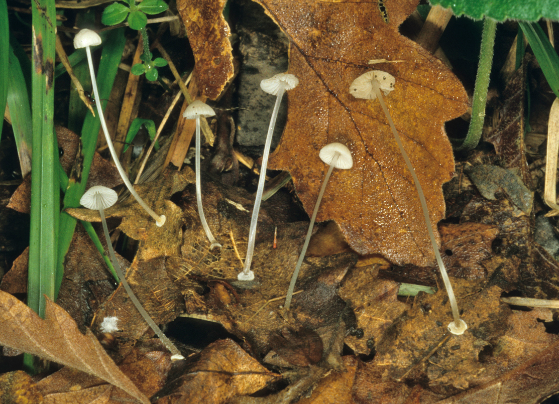 Mycena stylobates