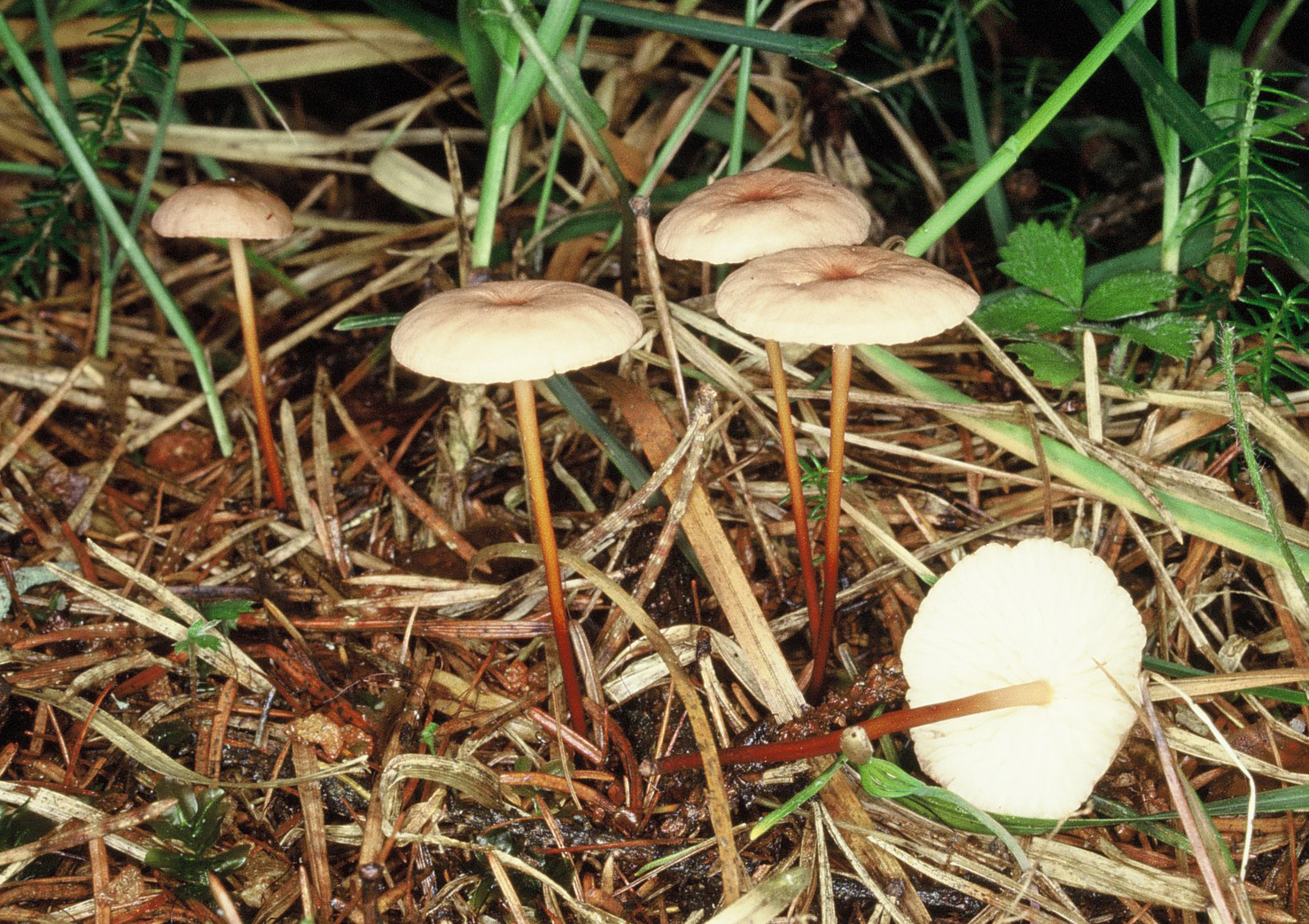 Mycetinis scorodonius