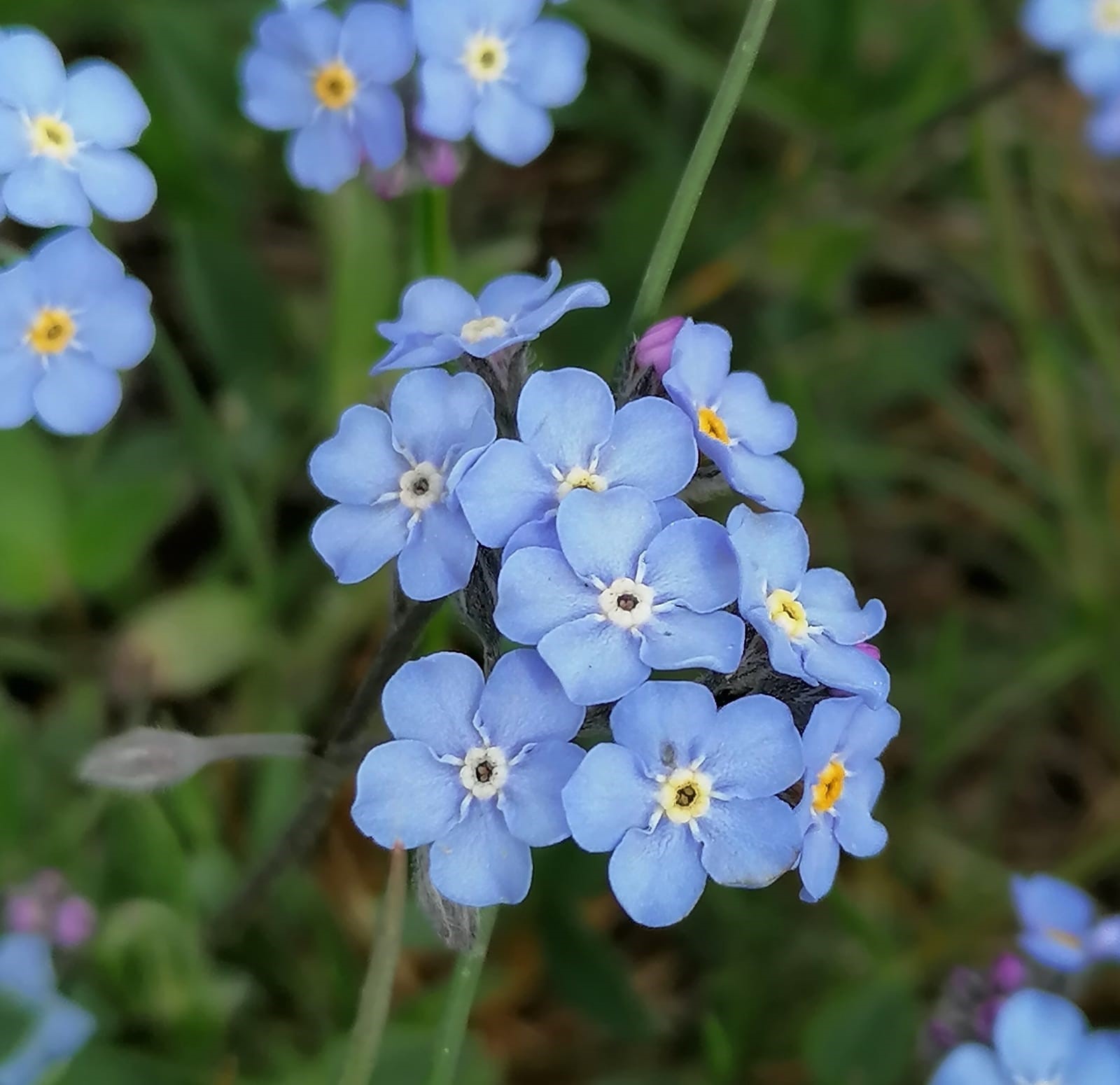 Myosotis alpestris