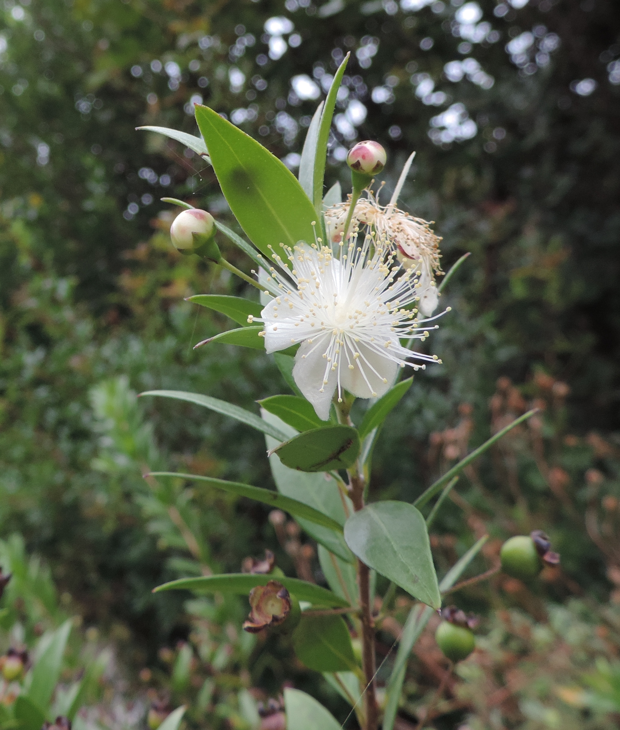 Myrtuscommunis
