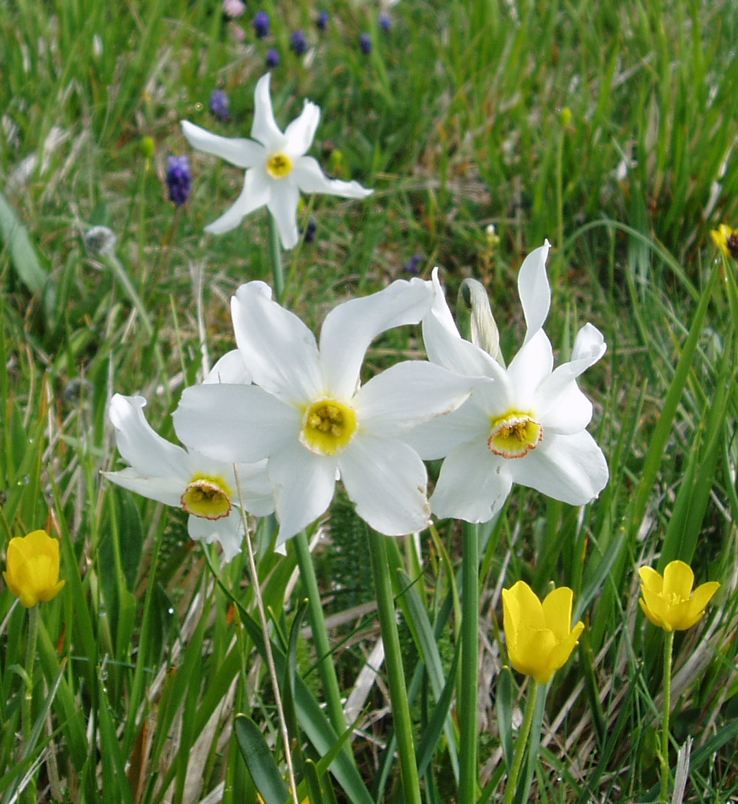 NarcissuspoeticusNarcisodeipoeti