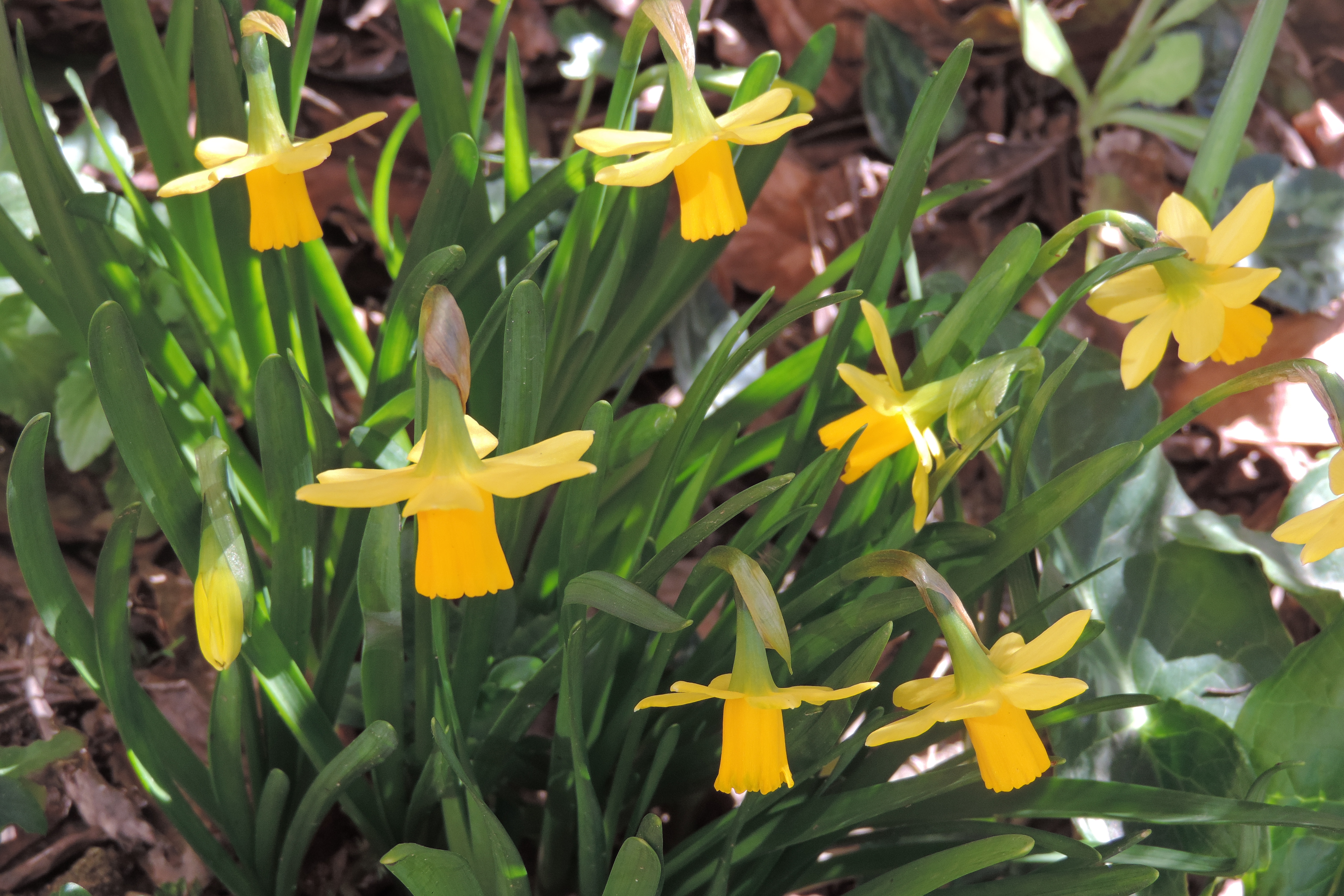 Narcissuspseudonarcissus