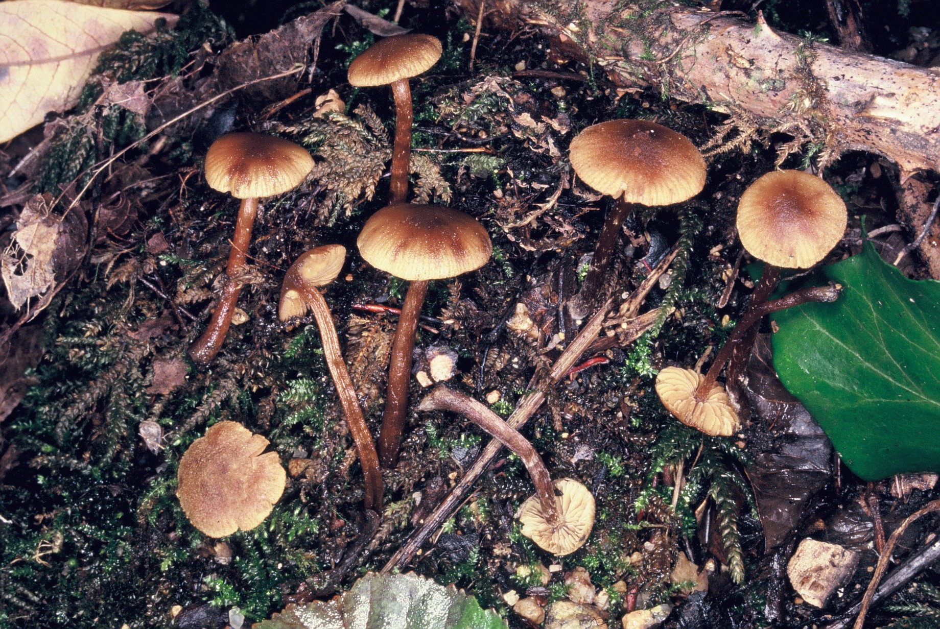Naucoria striatula