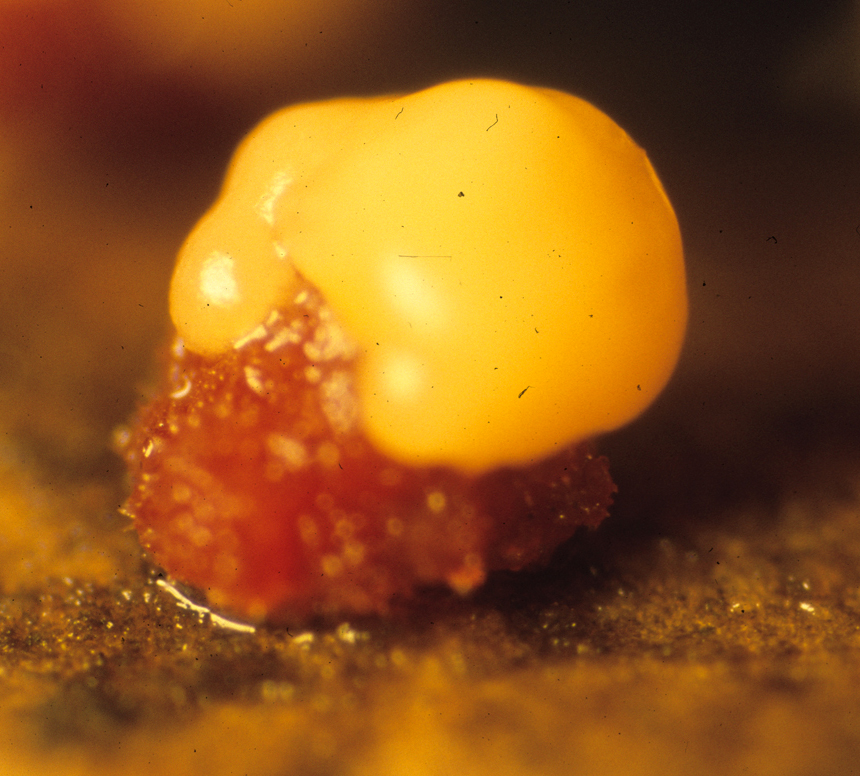 Nectria cinnabarina