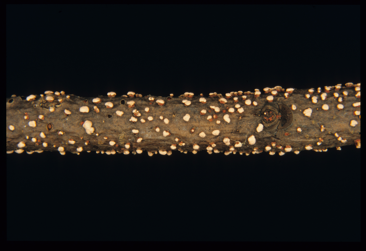 Nectria cinnabarina 1