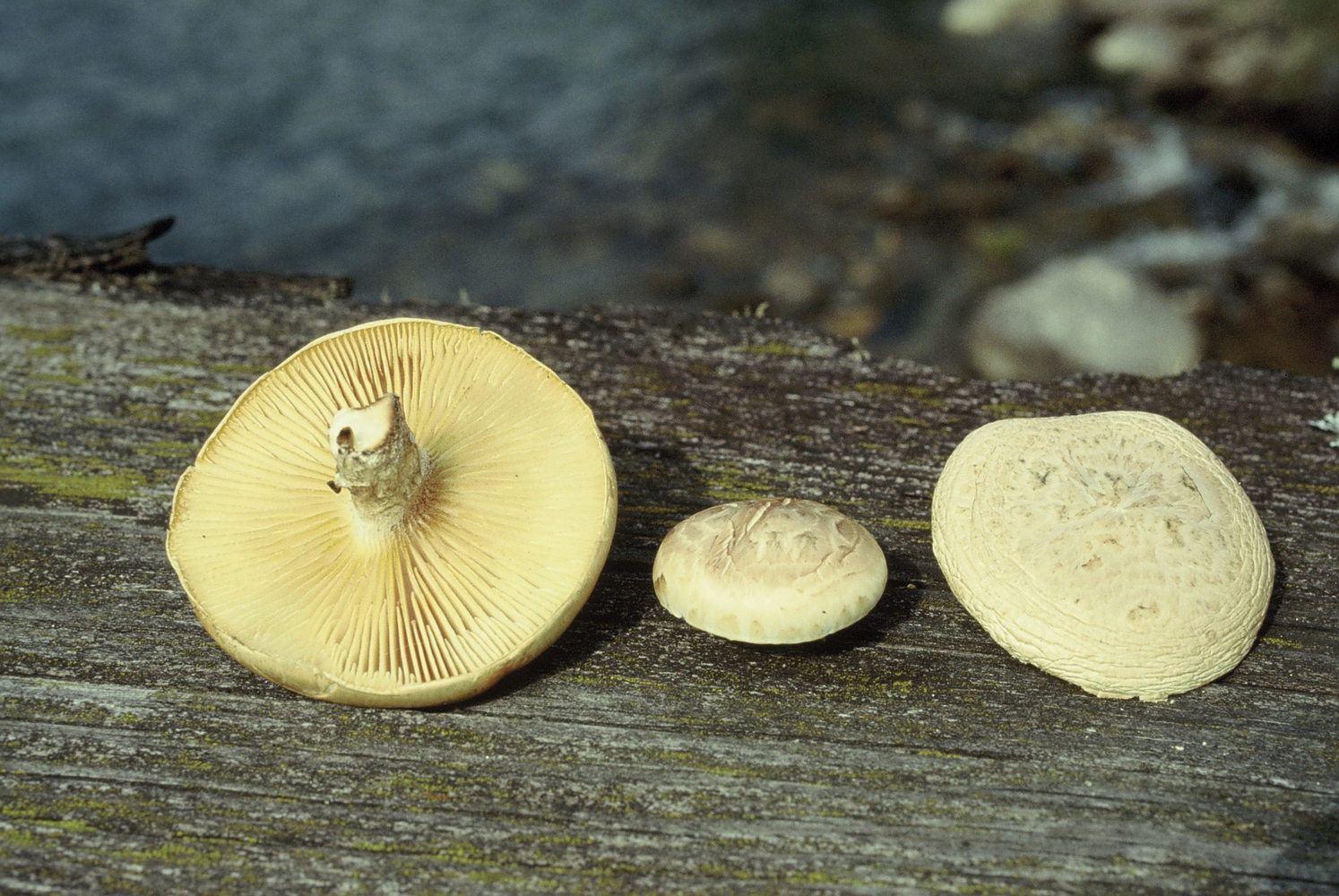 Neolentinus lepideus
