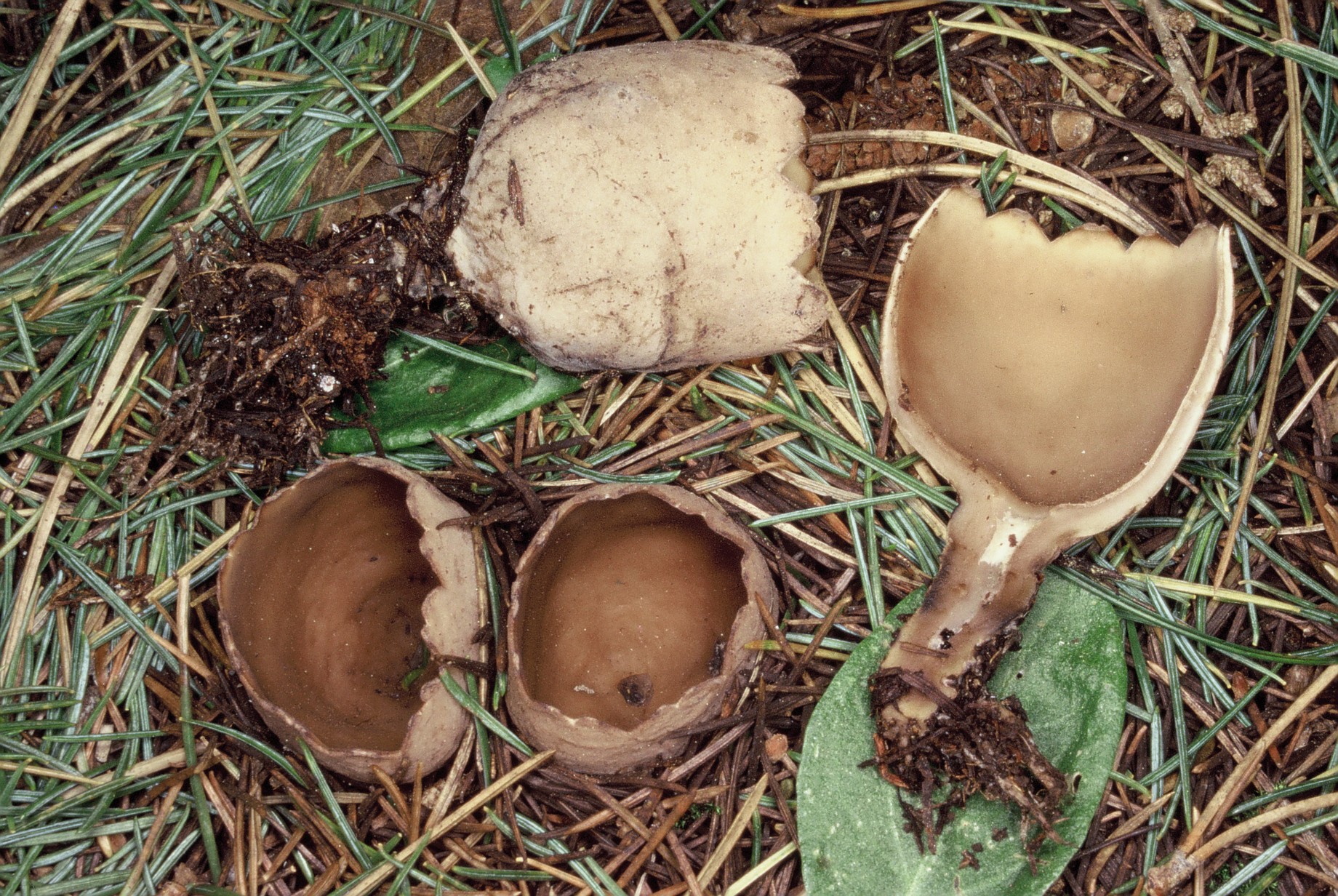 Neournula pouchetii