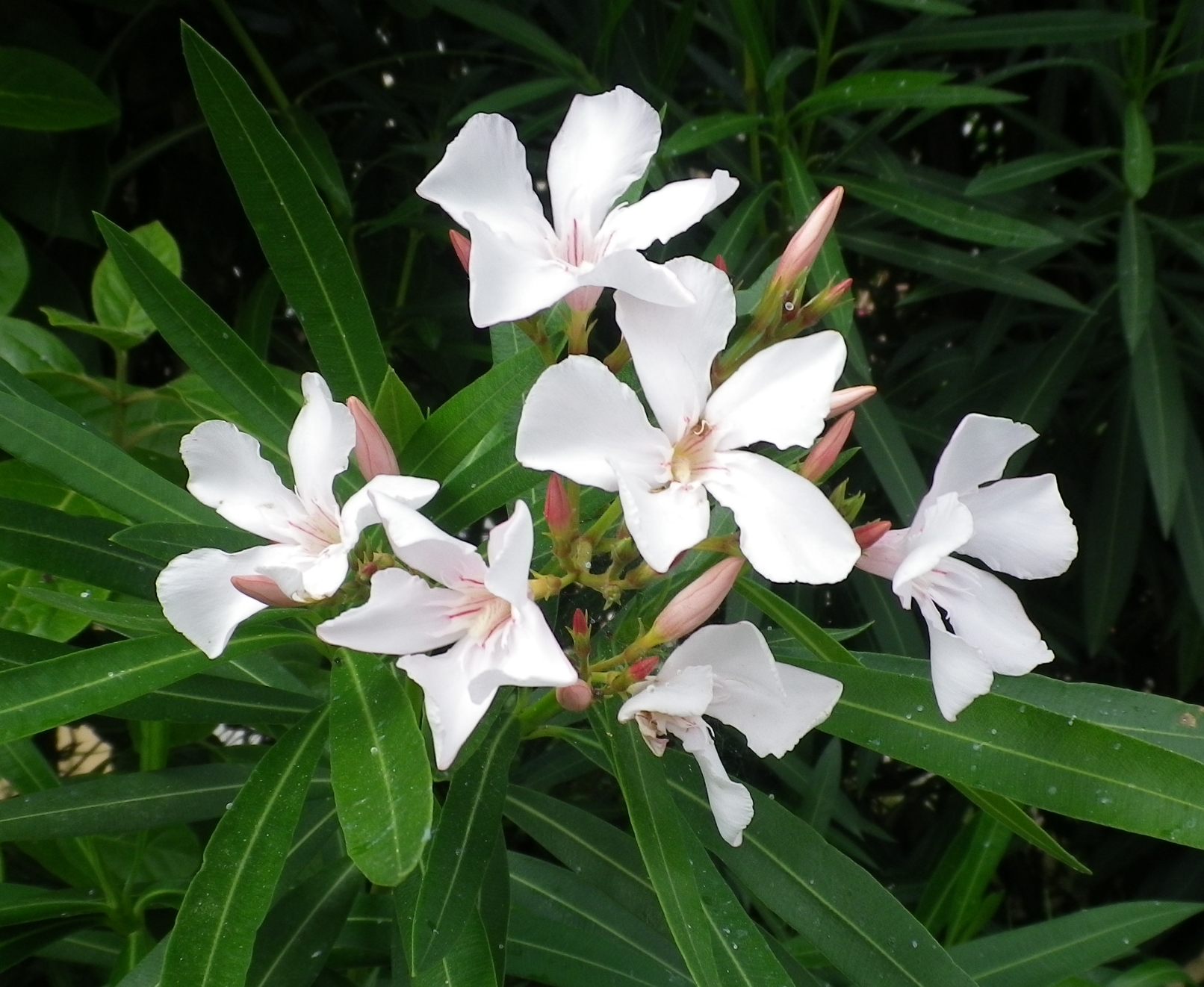 NeriumOleandrobianco