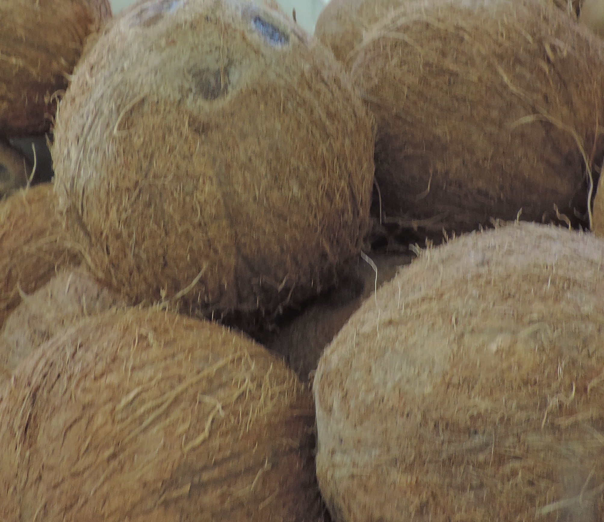Nocidacocco