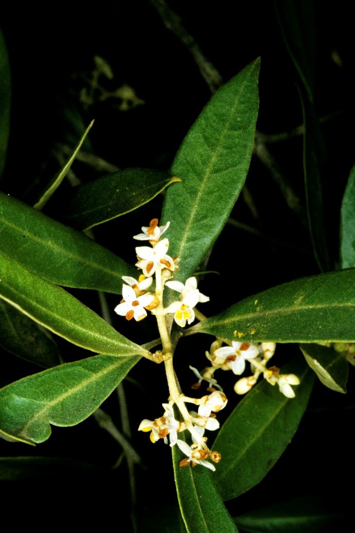 Olea europaea fiori