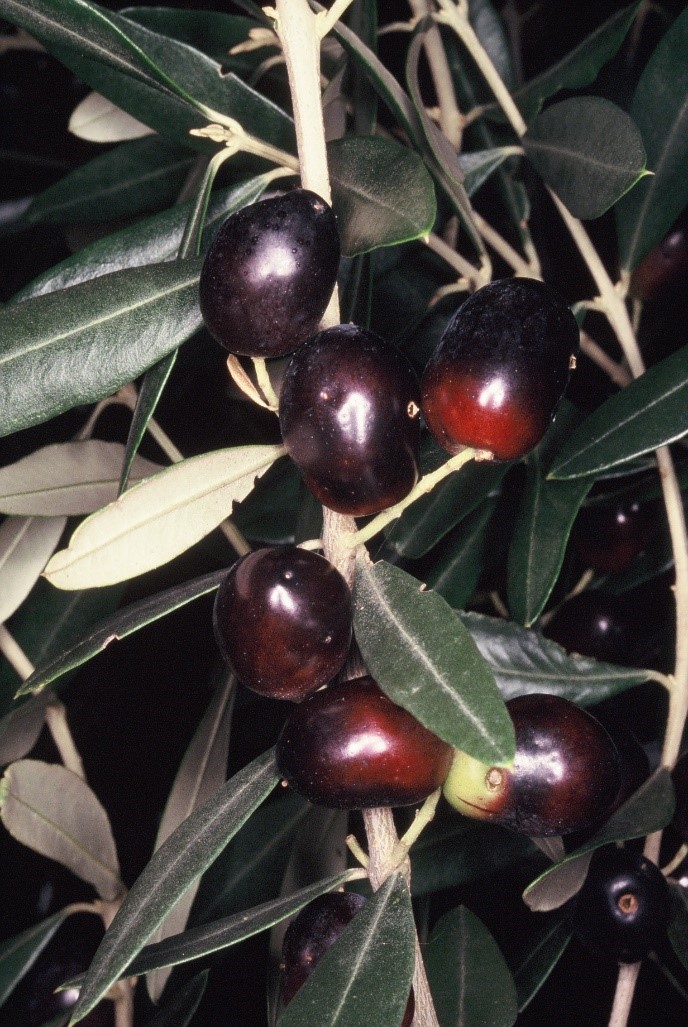 Olea europaea frutti