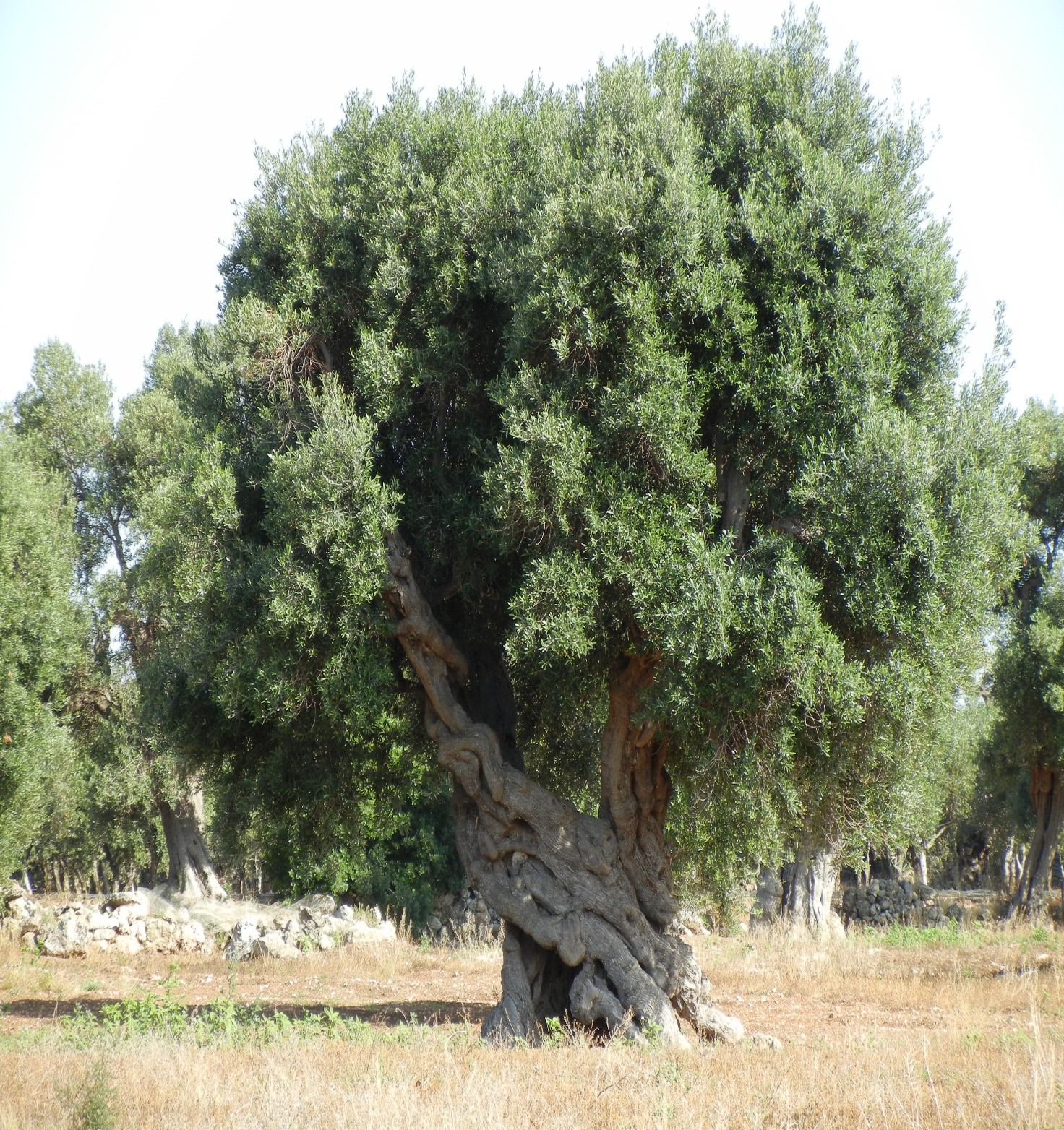 Olea europaea
