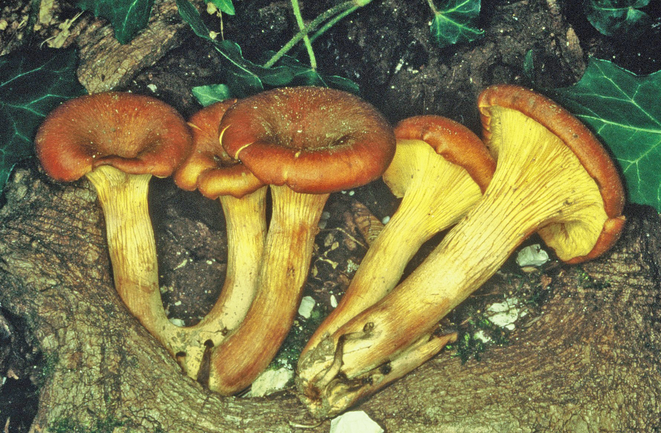 Omphalotus illudens