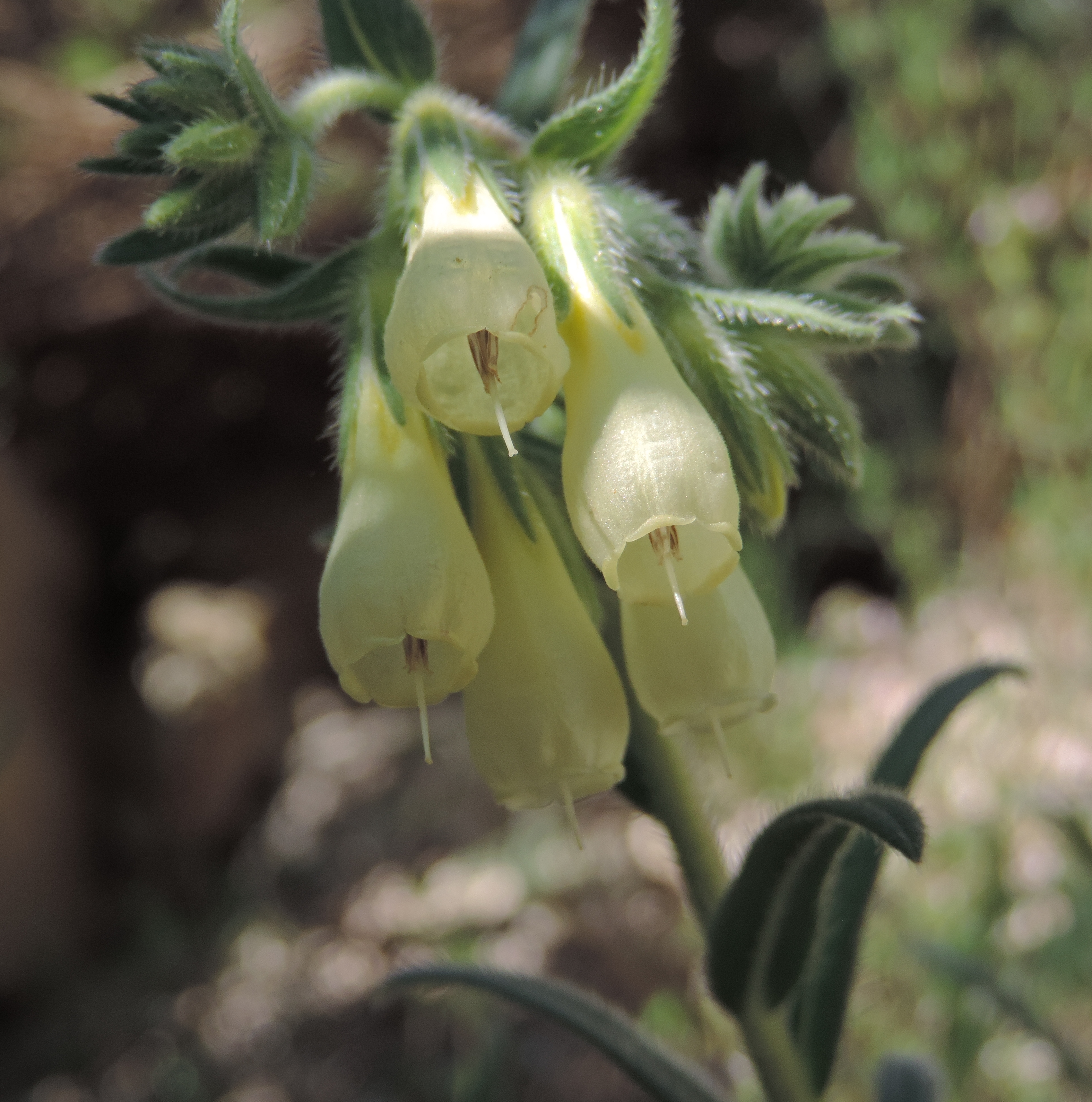 Onosmaechioides