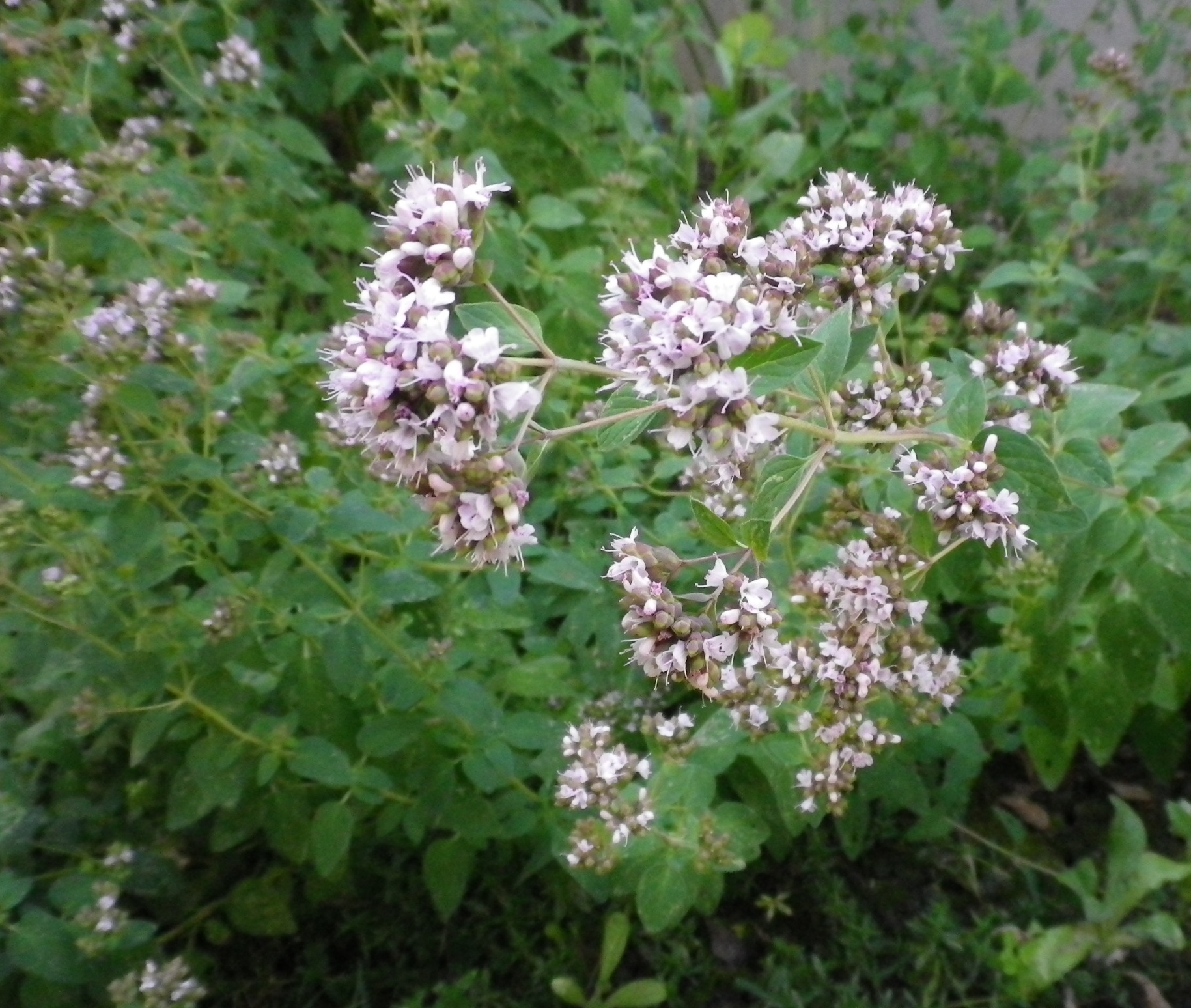 Origanumvulgaroriganocomune