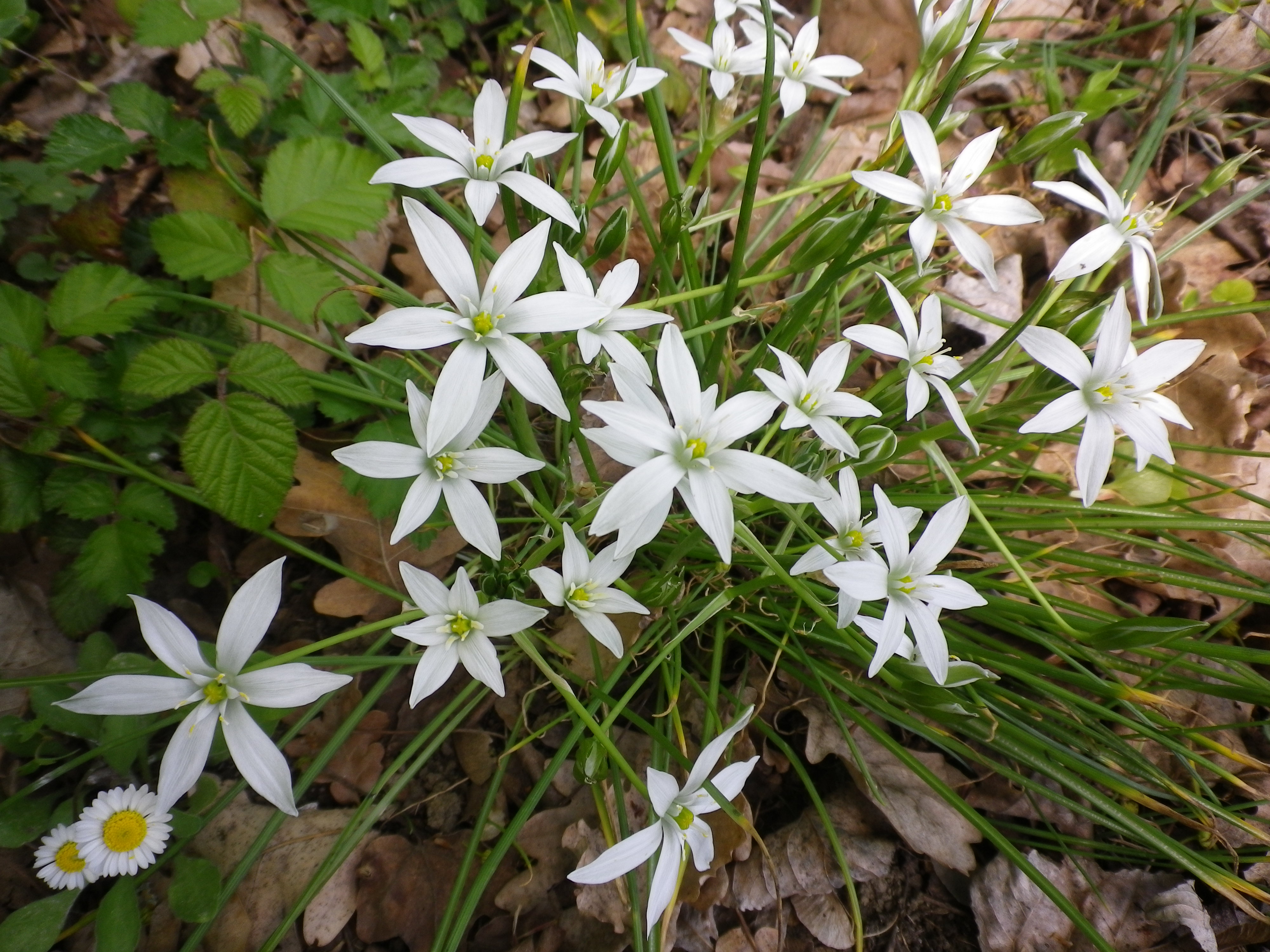 Ornitogalumlattedigallina