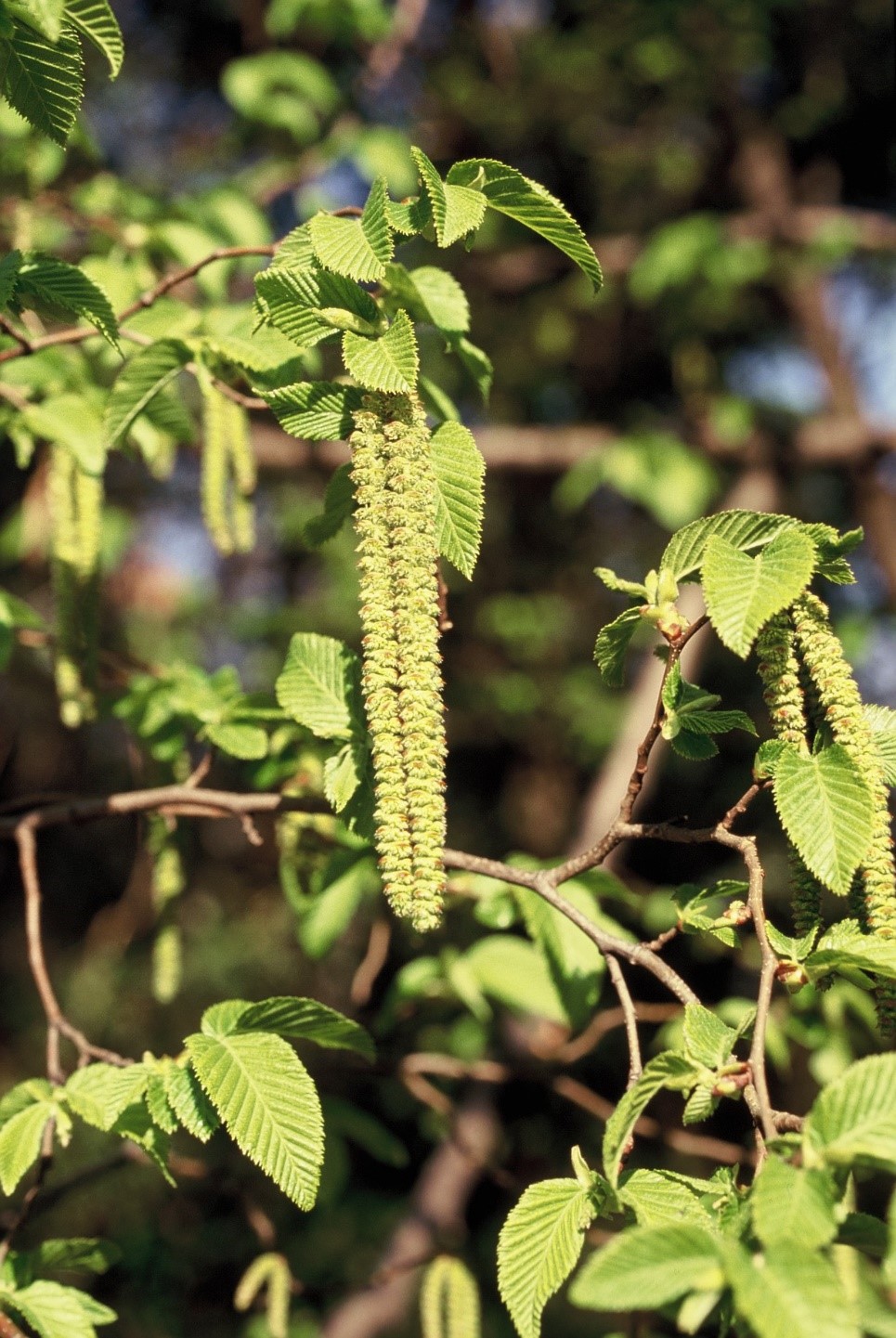 Ostrya carpinifolia amenti maschili