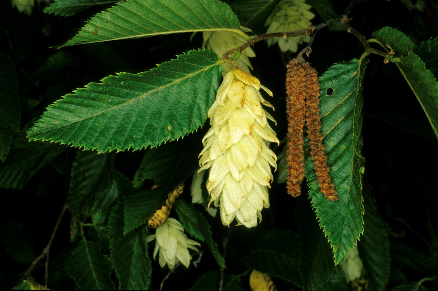 Ostrya carpinifolia infruttescenze