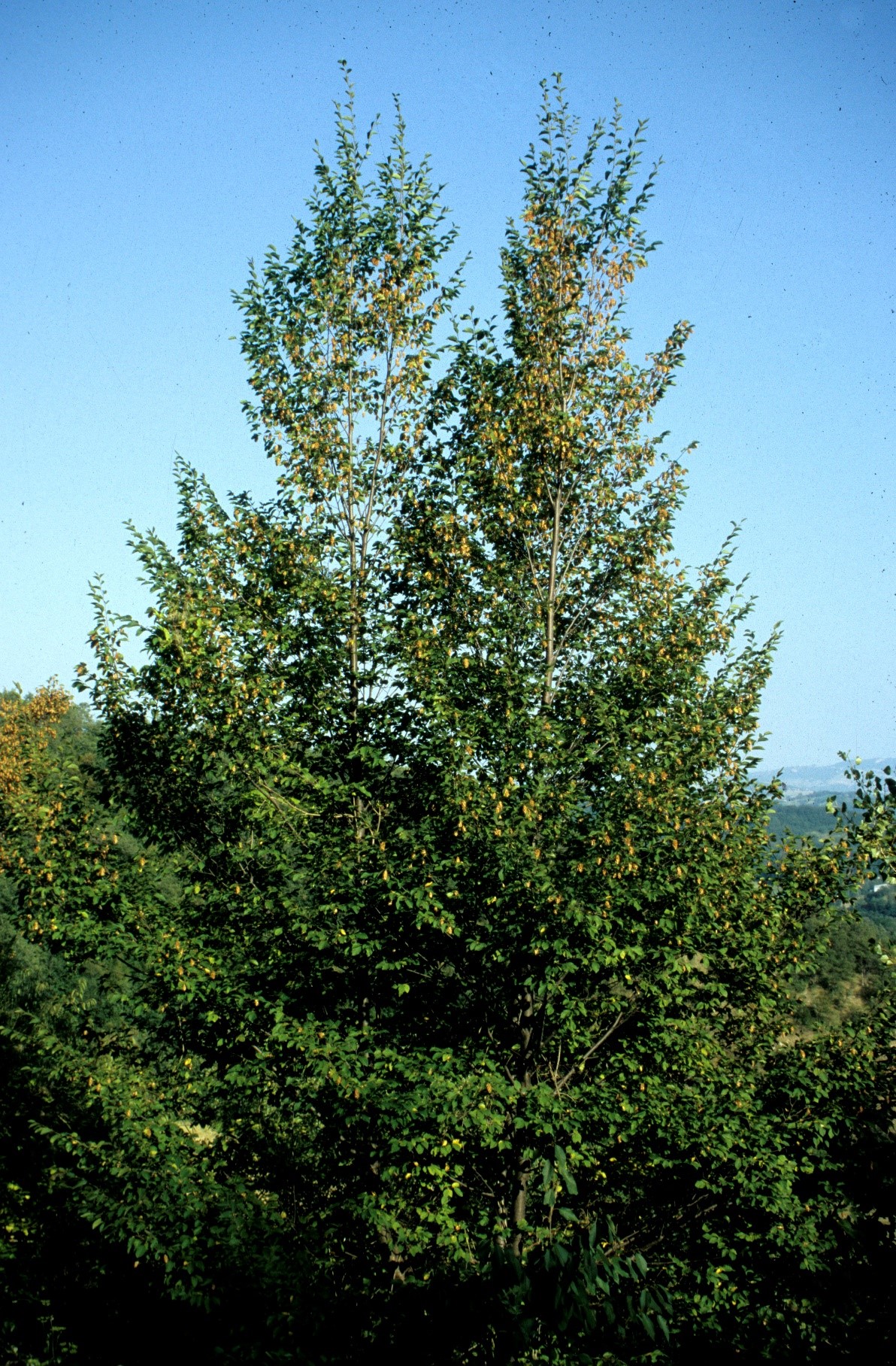 Ostrya carpinifolia
