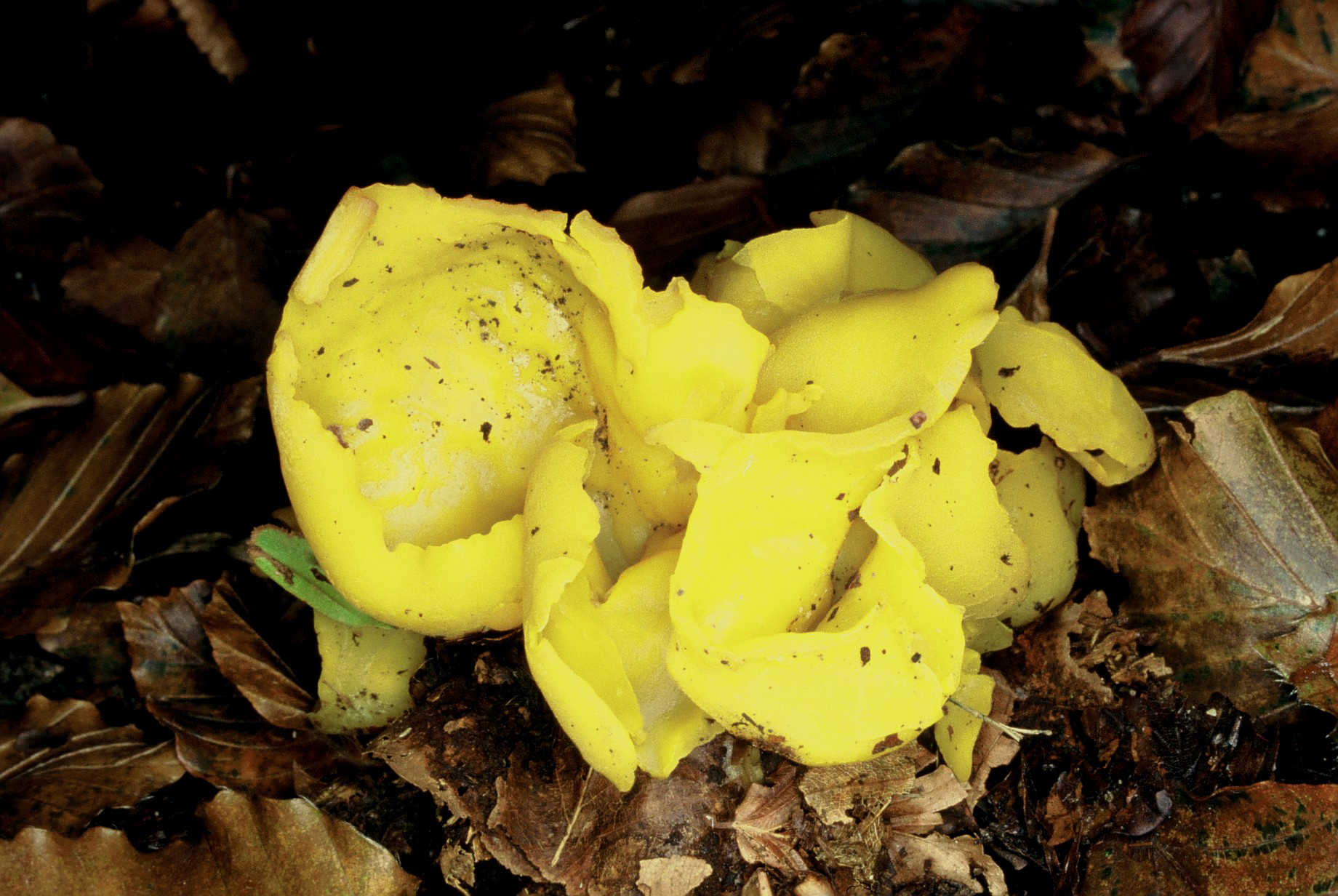 Otidea cantharella