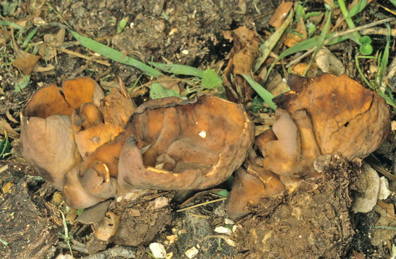 Otidea cochleata