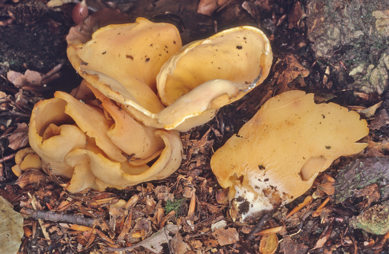 Otidea onotica