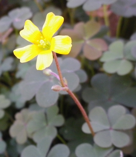 Oxaliscorniculata