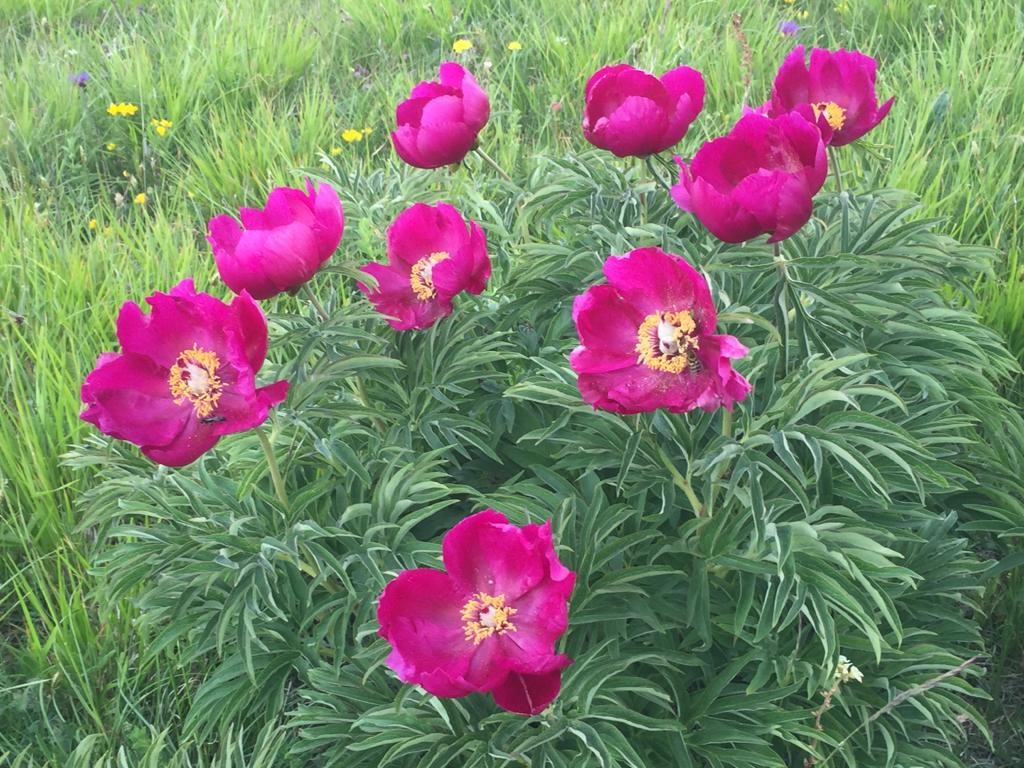 Paeonia officinalis gruppo