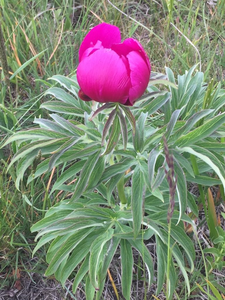 Paeonia officinalis peonia selvatica