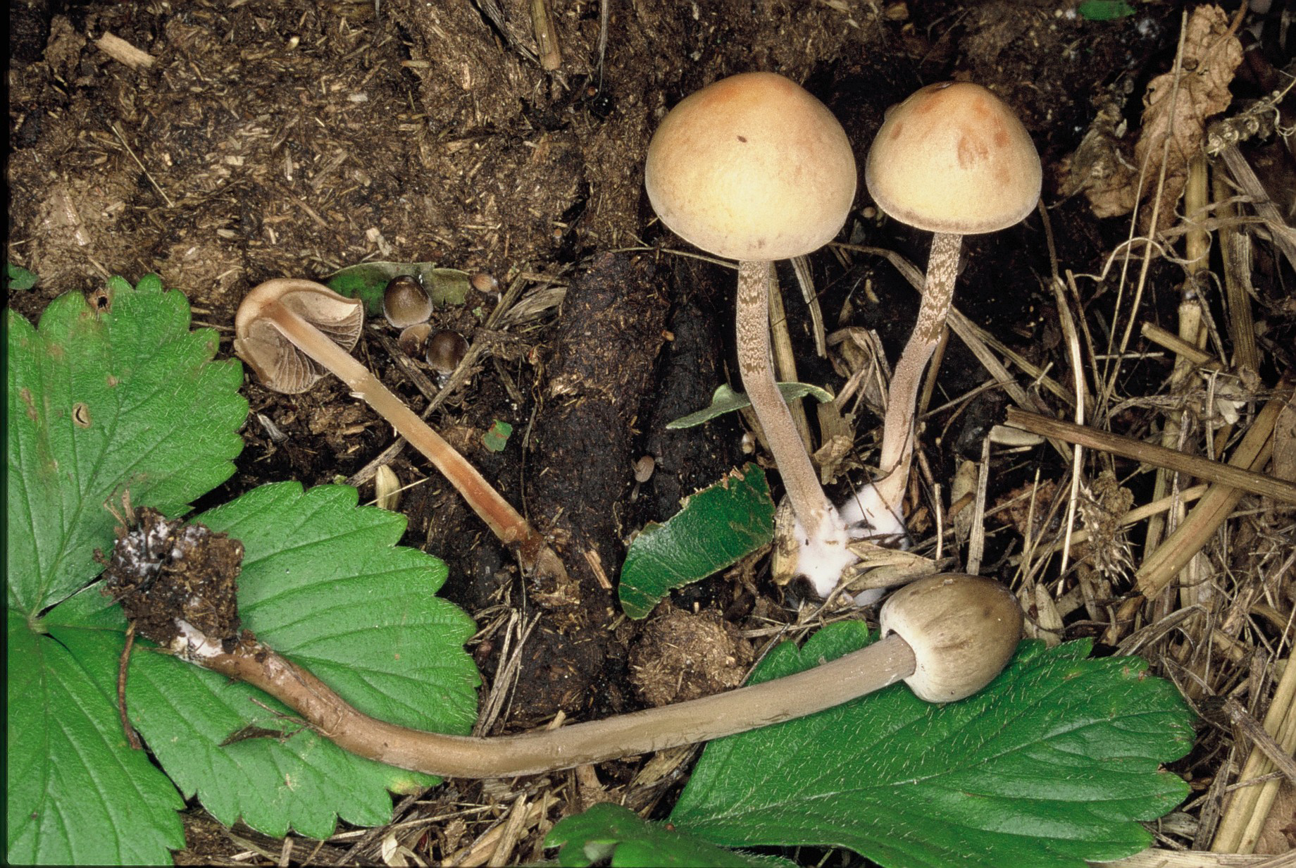 Panaeolus cinctulus