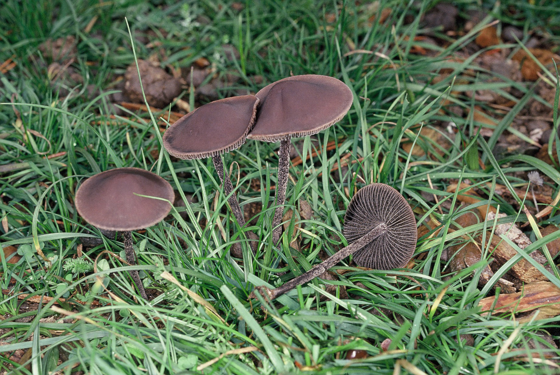 Panaeolus fimicola